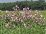 Malva thuringiaca