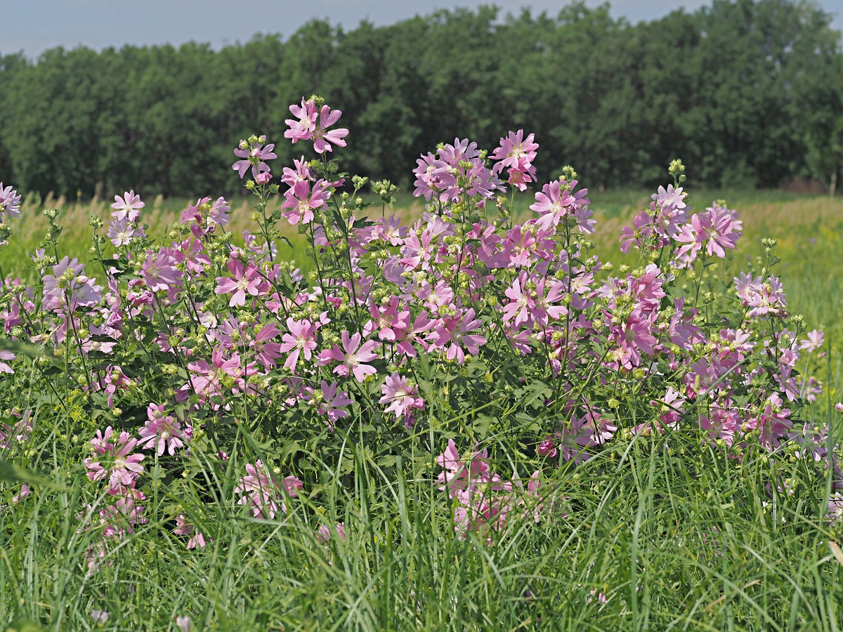 Image of Malva thuringiaca specimen.