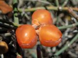 Ephedra foeminea