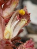 Orobanche kurdica