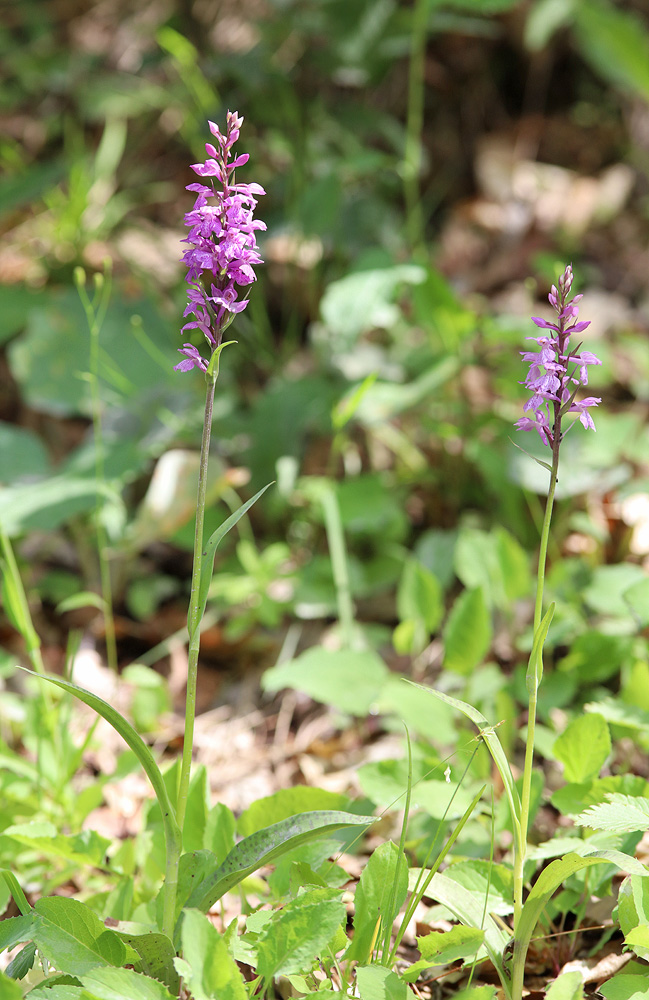 Изображение особи Dactylorhiza saccifera.