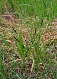 genus Carex. Цветущие растения. Астраханская обл., Наримановский р-н, окр. пос. Сенной, берег р. Волга, пойменная терраса. 25.04.2021.