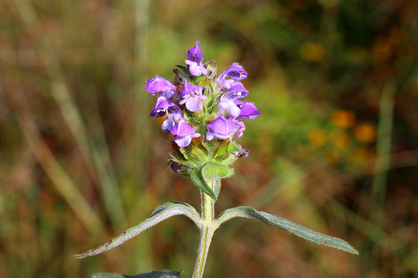 Image of Prunella &times; intermedia specimen.