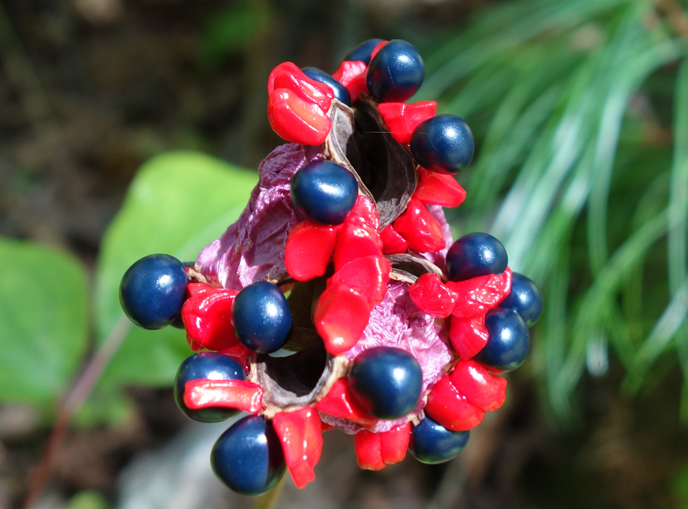 Image of Paeonia obovata specimen.