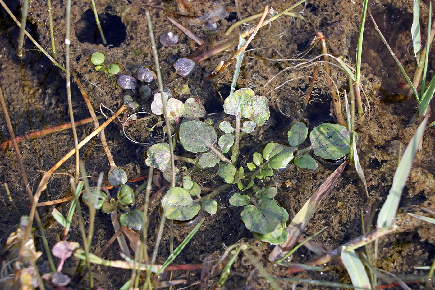 Изображение особи Nasturtium officinale.