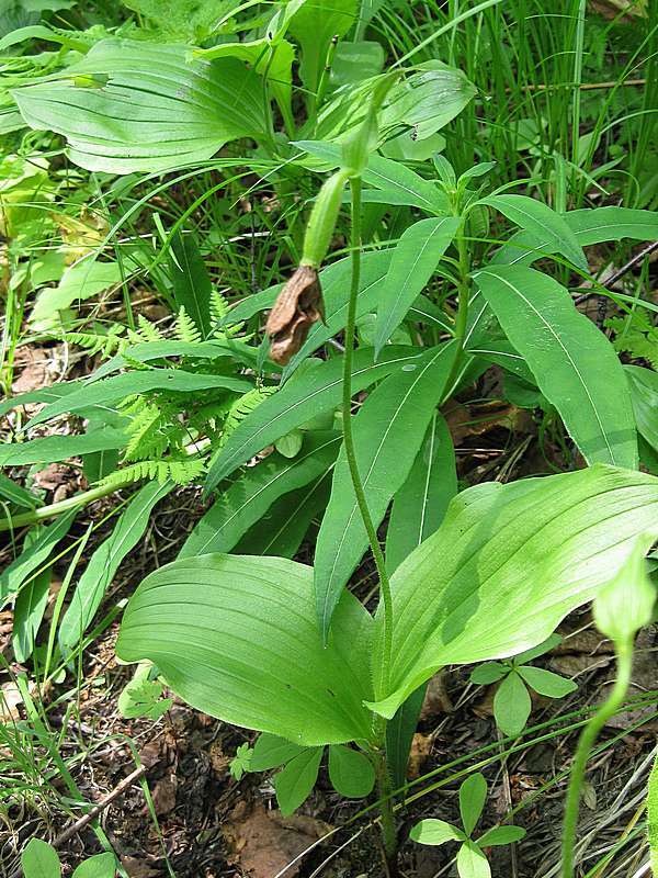 Image of Cypripedium yatabeanum specimen.