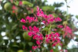 Antigonon leptopus