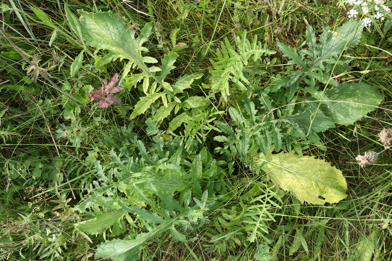 Image of Centaurea scabiosa specimen.