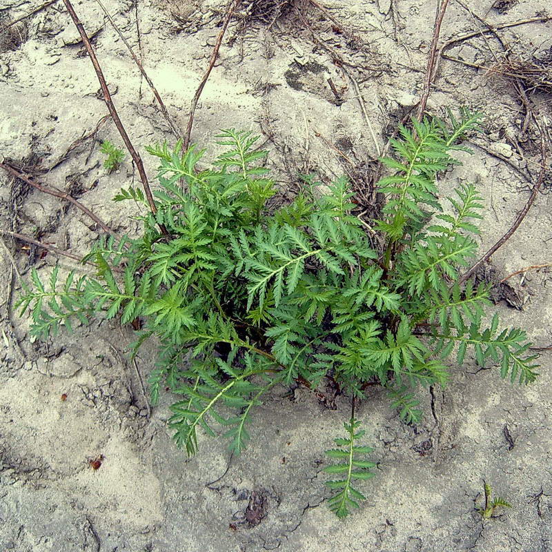 Изображение особи Tanacetum vulgare.