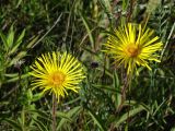 Inula hirta