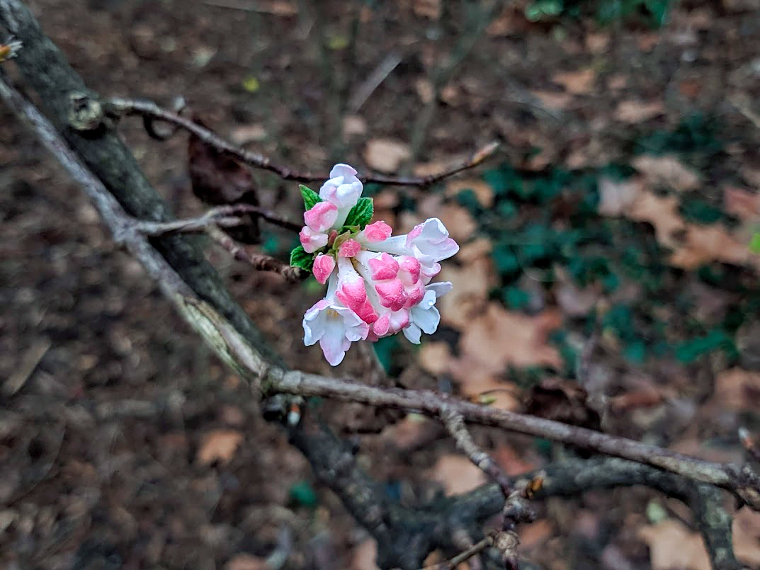 Image of Viburnum farreri specimen.