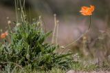 Papaver oreophilum. Цветущее растение. Кабардино-Балкария, Чегемский р-н, Чегемское ущелье, долина р. Гара-Аузу Су, окр., альплагеря \"Чегем\", обочина грунтовой дороги. 05.08.2021.