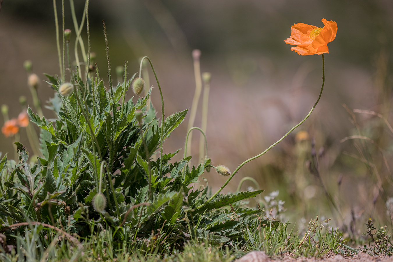 Изображение особи Papaver oreophilum.