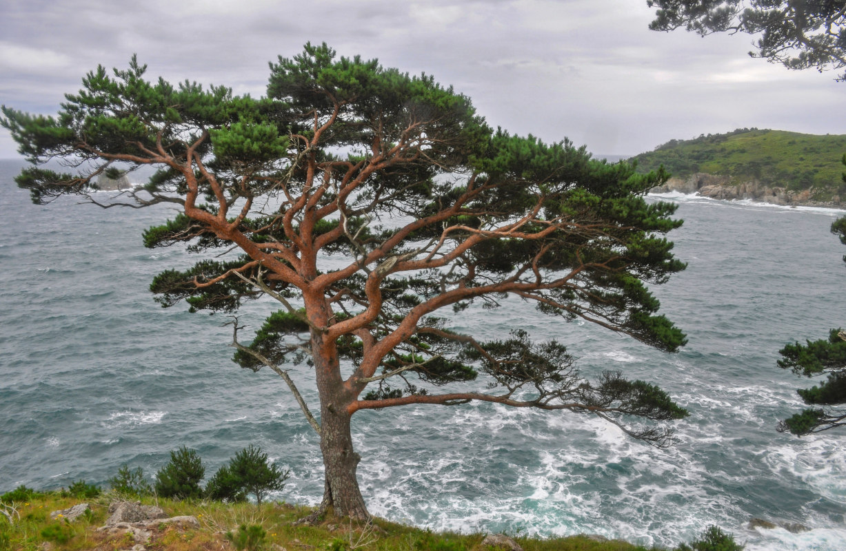 Изображение особи Pinus densiflora.