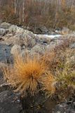 Molinia caerulea. Плодоносящие растения в осенней окраске. Мурманская обл., Кольский р-н, долина р. Юринга ниже моста по дороге на Рыбачий п-ов, каменная россыпь в русле реки. 23.09.2021.