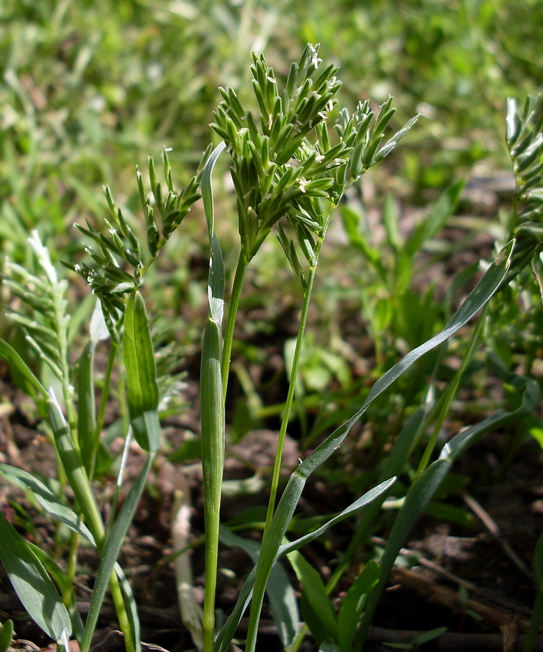 Изображение особи Sclerochloa dura.