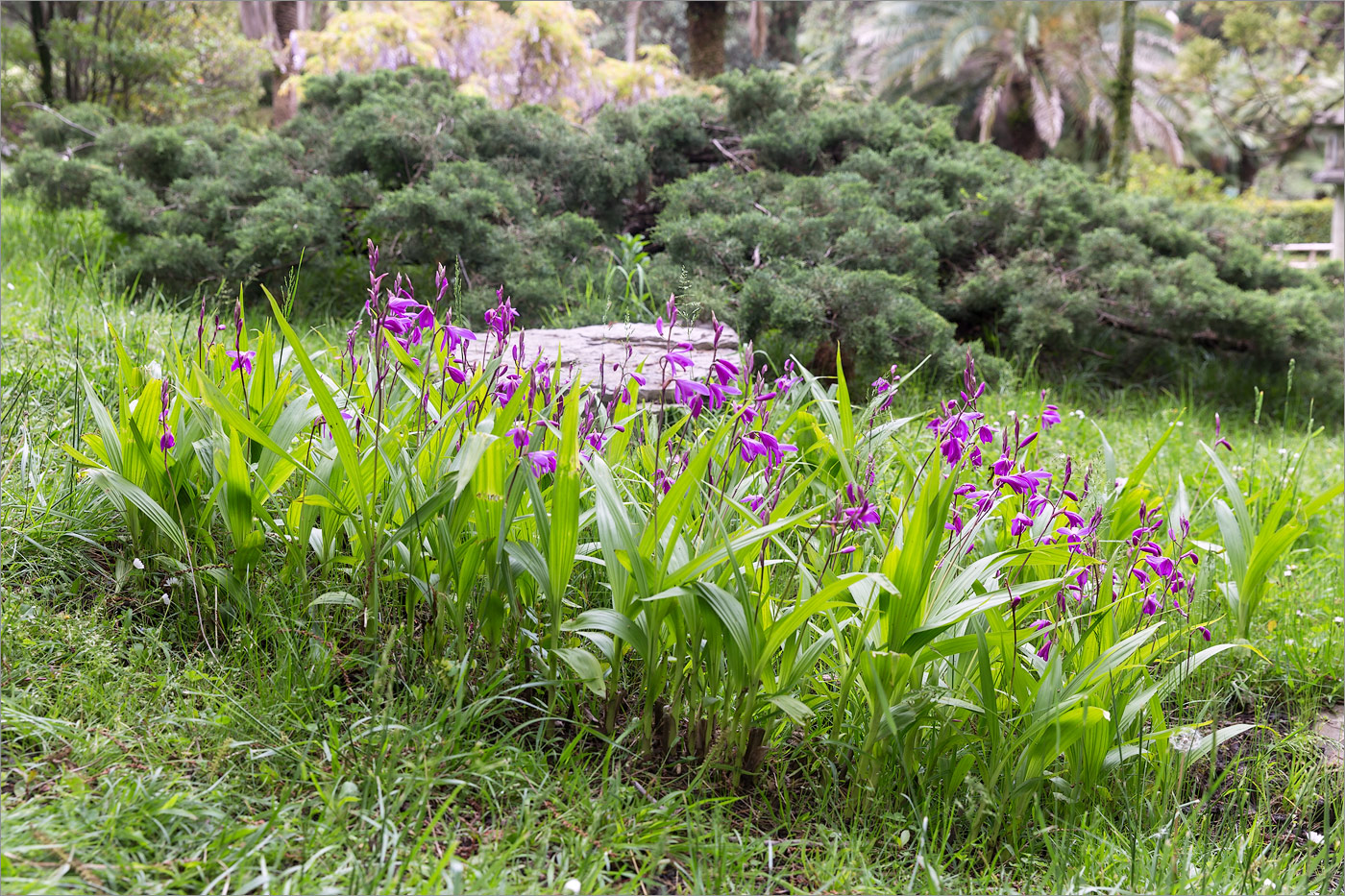 Image of Bletilla striata specimen.