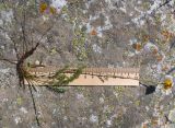 Anthemis sosnovskyana. Извлечённое из субстрата отцветающее растение. Кабардино-Балкария, Черекский р-н, Кабардино-Балкарский высокогорный заповедник, Мижиргийское ущелье, ≈ 2500 м н.у.м., отложенная боковая морена, альпийский луг. 16.08.2021.