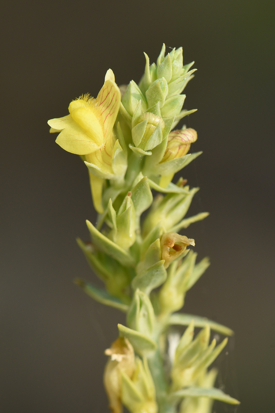 Image of Linaria genistifolia specimen.