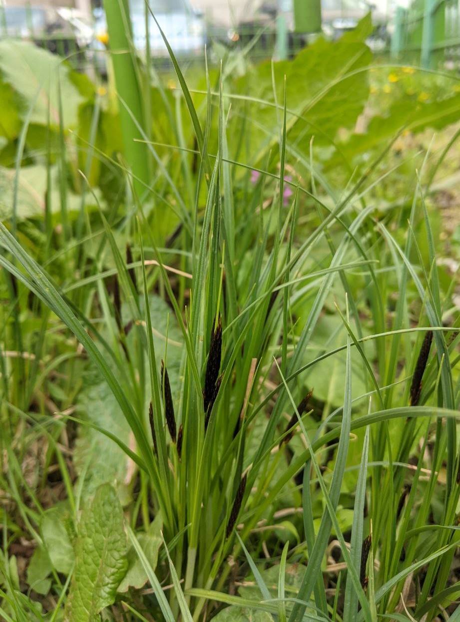 Изображение особи Carex acutiformis.