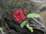 Sambucus sibirica. Соплодие. Республика Алтай, Улаганский р-н, долина р. Чульча чуть ниже водопада Учар, правый берег реки. 7 августа 2020 г.