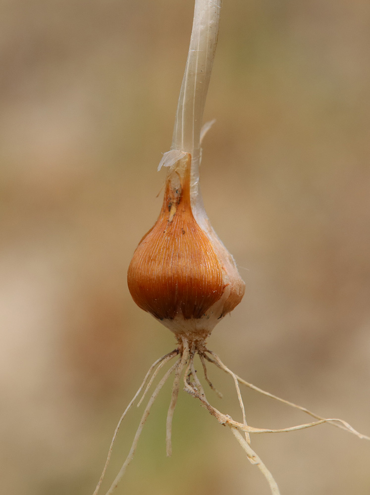Изображение особи Allium rubellum.