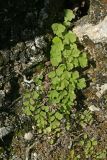 Adiantum capillus-veneris. Растение на скале. Республика Абхазия, Новый Афон. 20.08.2009.