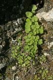 Adiantum capillus-veneris