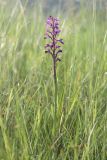 Anacamptis подвид elegans