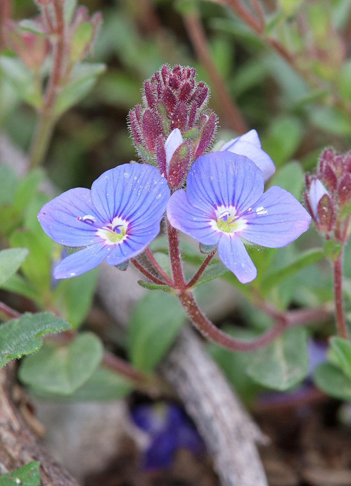 Image of Veronica vendettadeae specimen.