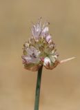 Allium ubsicola