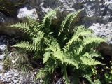 Dryopteris mindshelkensis