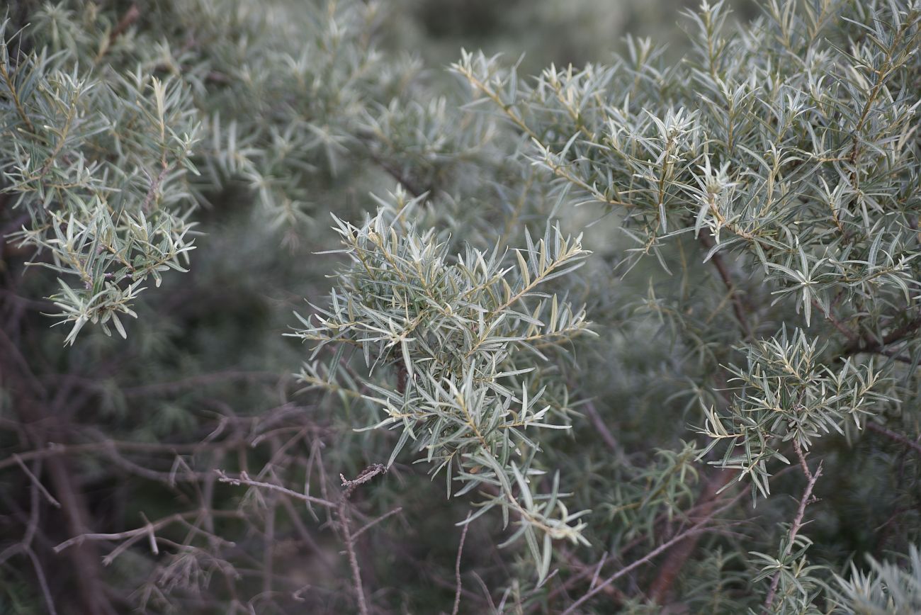 Изображение особи Hippophae rhamnoides.