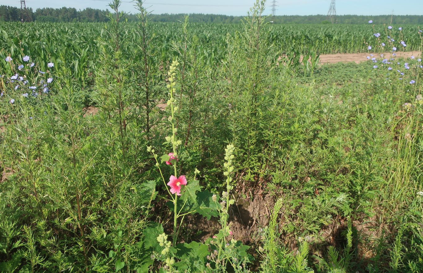 Изображение особи Alcea rosea.