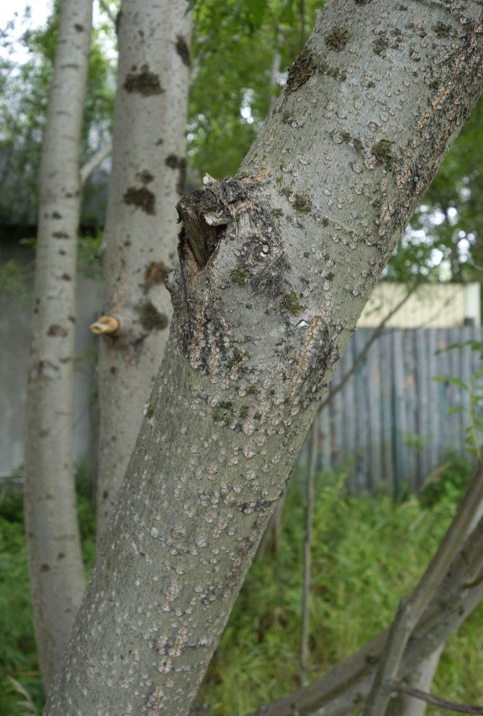 Image of Salix udensis specimen.