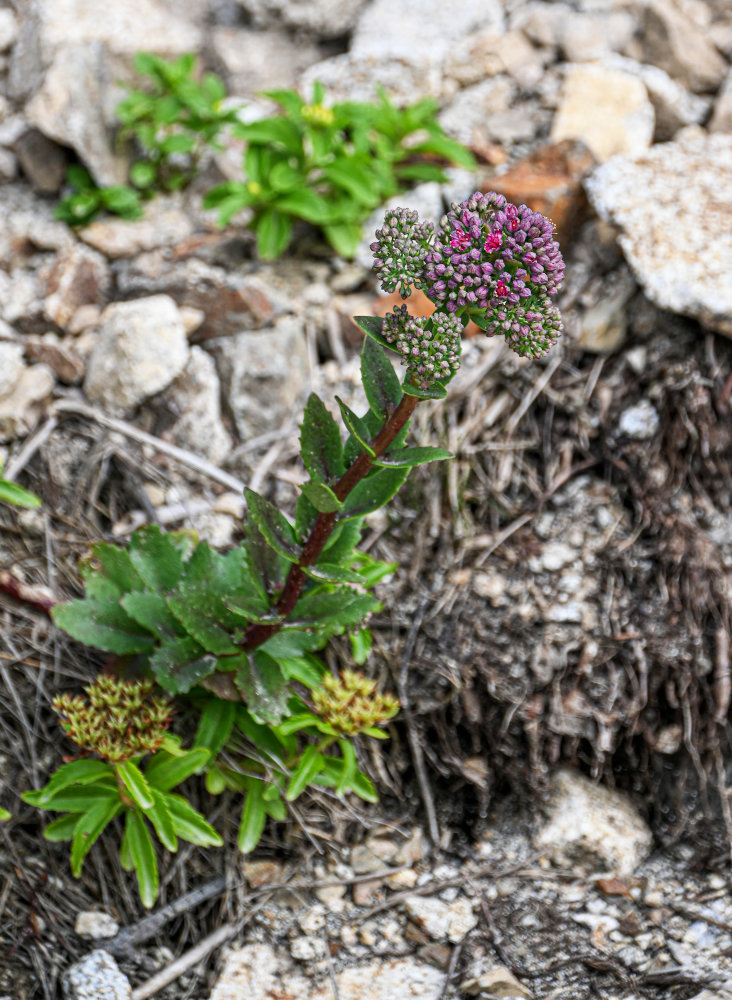 Image of Hylotelephium triphyllum specimen.