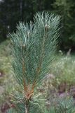 Pinus sylvestris. Верхушка растения с молодыми приростами. Бурятия, Тункинский р-н, пос. Аршан, парк санатория \"Саяны\". 04.08.2022.