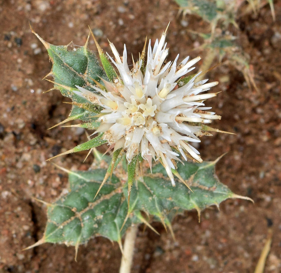 Image of Cousinia bungeana specimen.