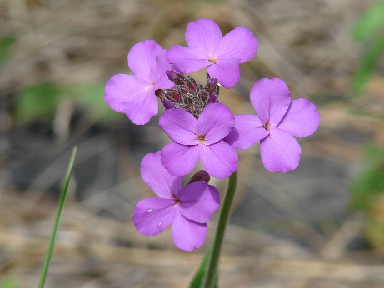 Image of Hesperis sibirica specimen.