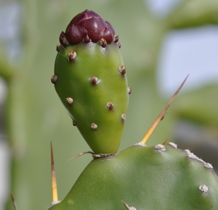 Изображение особи Opuntia dillenii.