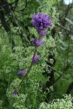 Campanula glomerata. Верхушка цветущего растения (под терминальным соцветием - аномальный цветок с 6-членным венчиком и 4-членным рыльцем; вокруг - цветущие побеги Galium album). Мурманская обл., Кольский р-н, дорога на Рыбачий п-ов у моста через р. Юринга, опушка травяного березняка, обочина дороги, в кусте ивы (Salix). 02.08.2022.