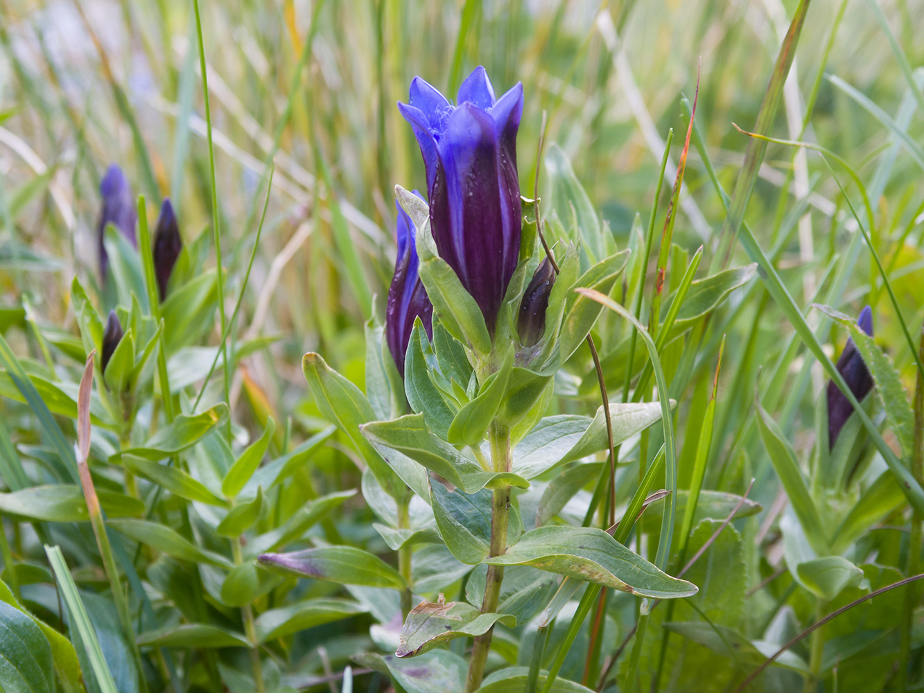 Изображение особи Gentiana septemfida.