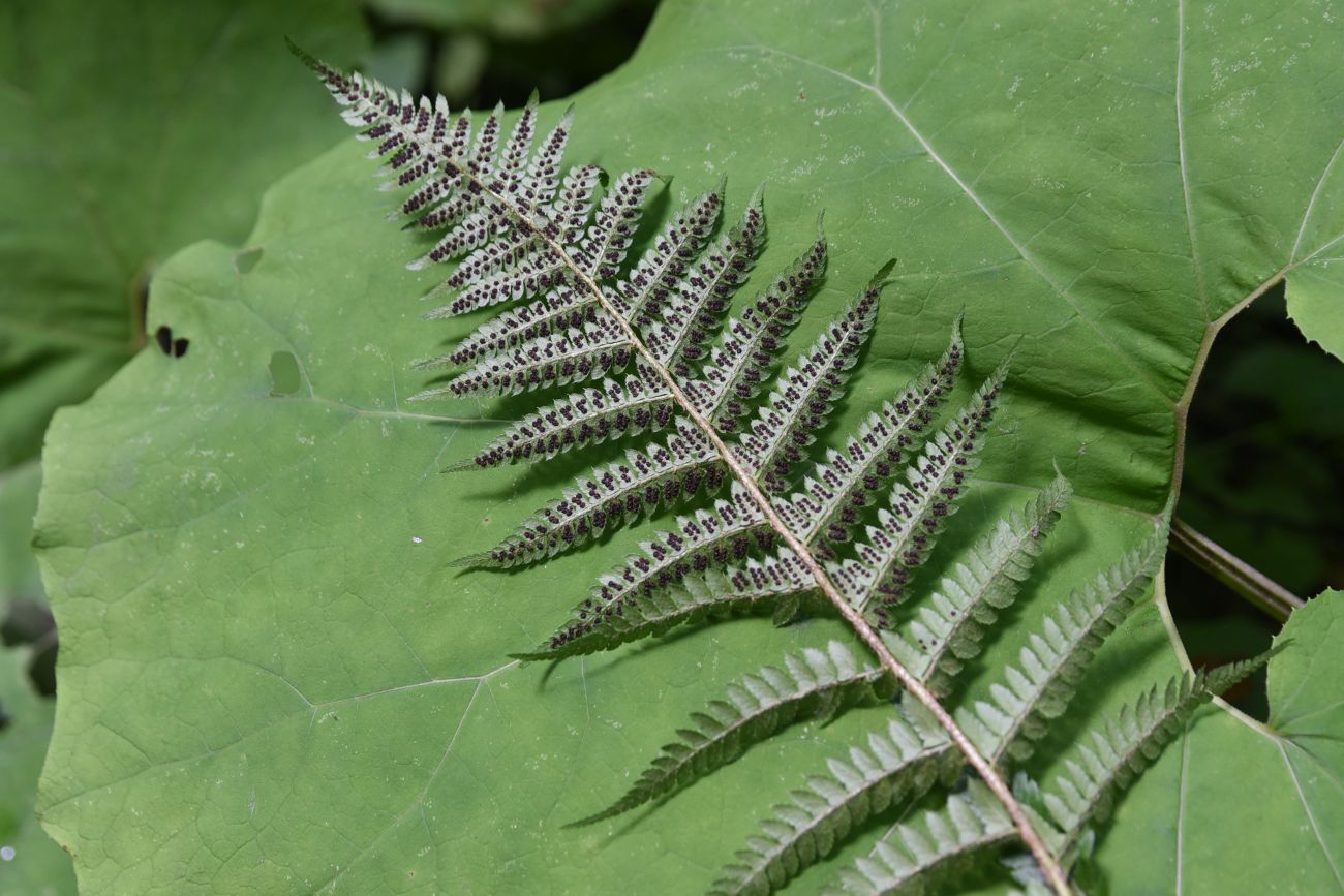 Изображение особи Polystichum &times; luerssenii.