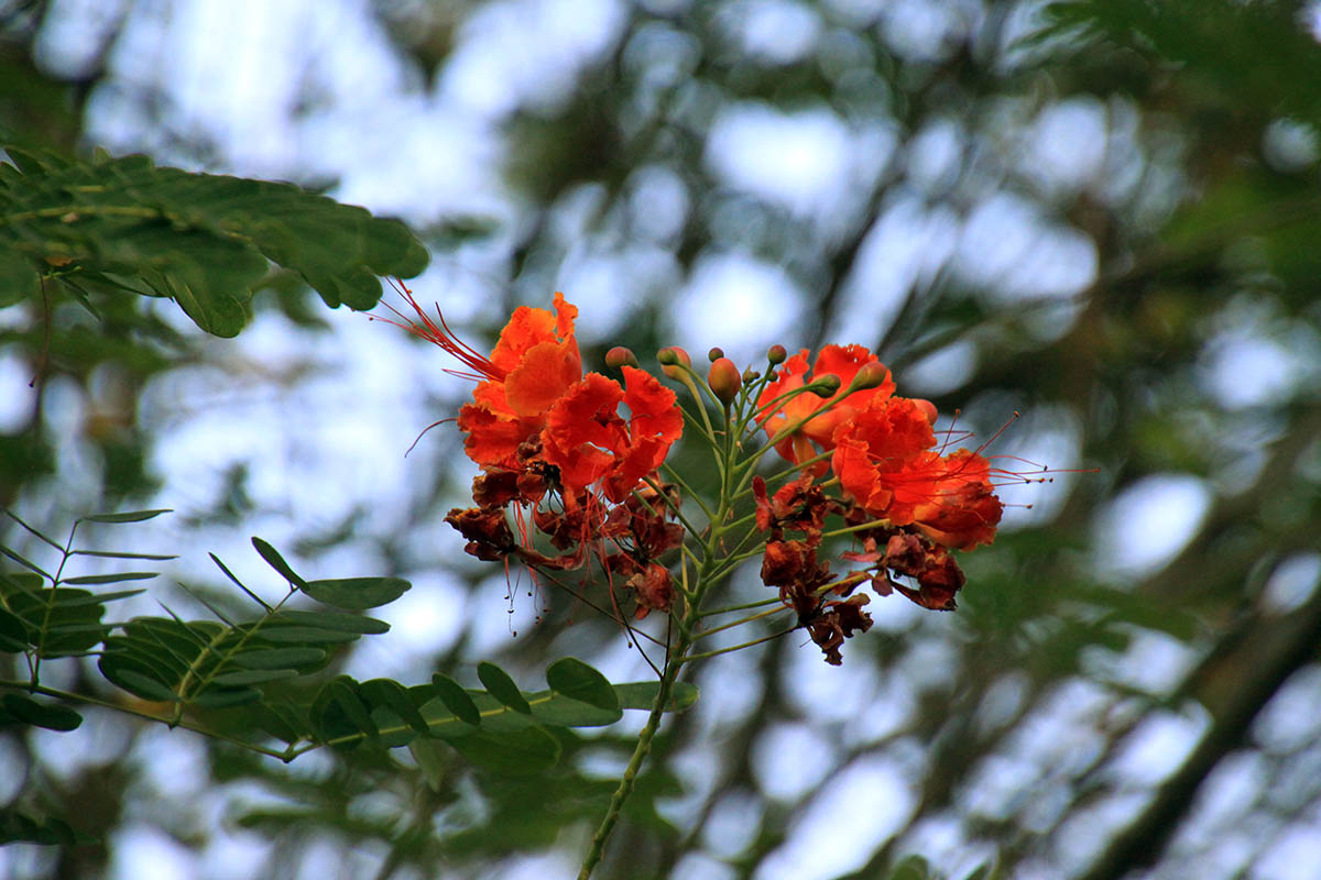 Image of Caesalpinia pulcherrima specimen.