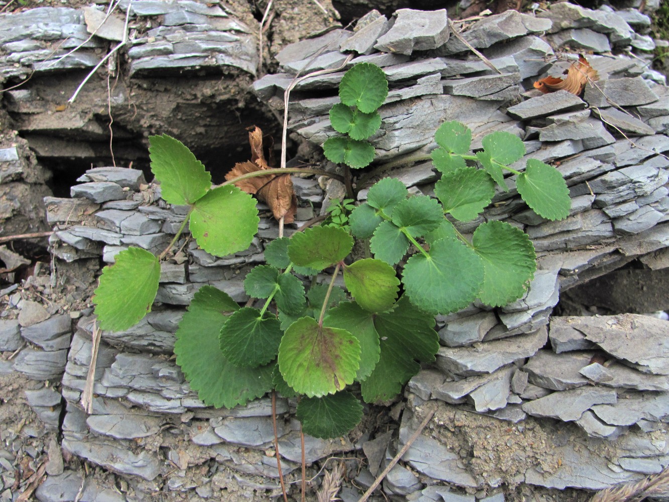 Image of familia Apiaceae specimen.