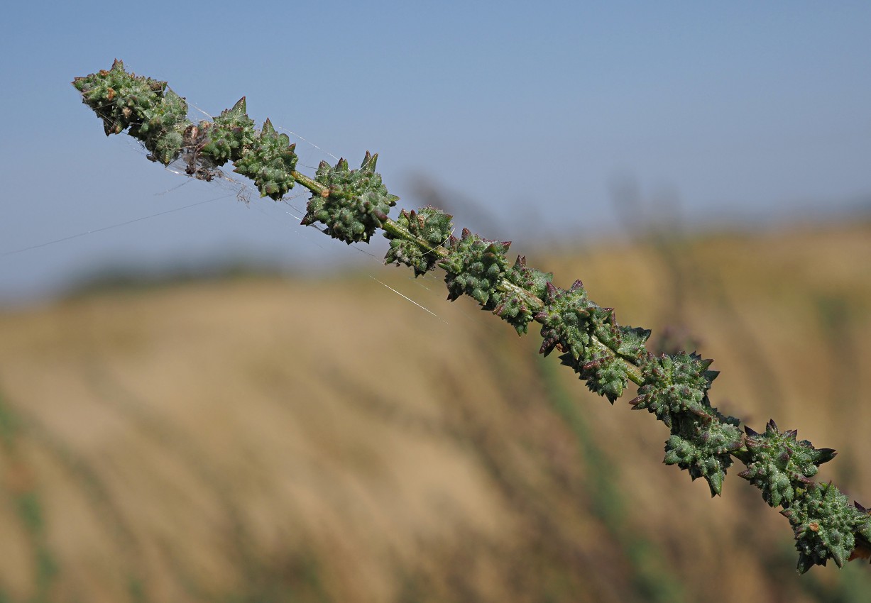 Image of Atriplex patens specimen.
