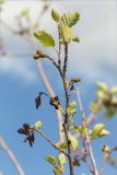 Alnus incana. Верхушка веточки с соцветиями и соплодиями (в том числе прошлогодними) и питающейся тлёй. Карелия, восточный берег оз. Топозеро, облесённый край песчаного пляжа у границы с низинным болотом. 28.07.2021.