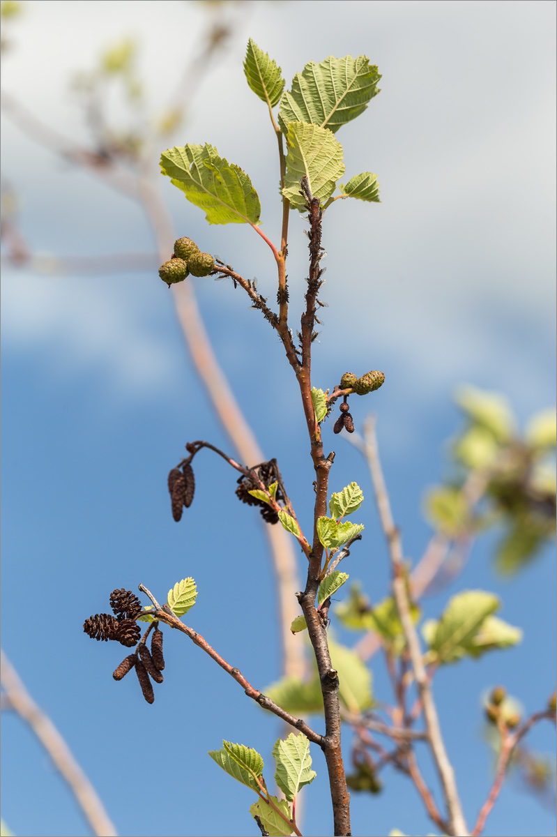 Image of Alnus incana specimen.