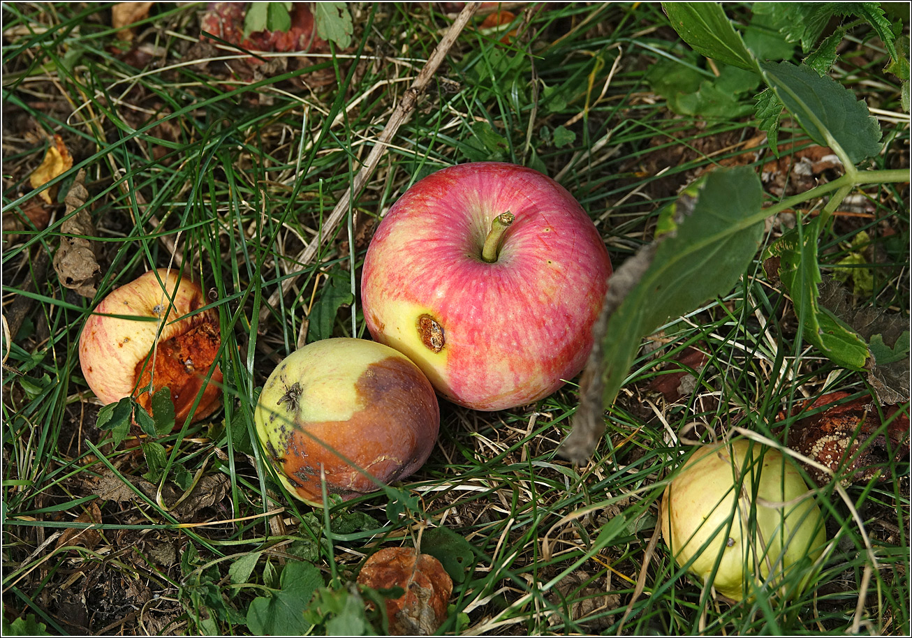 Изображение особи Malus domestica.