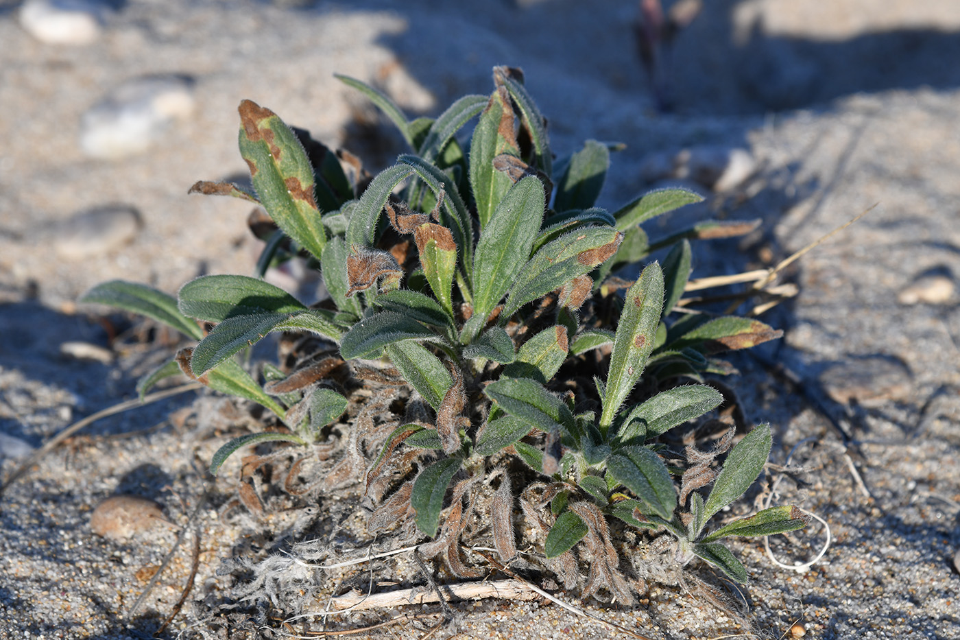 Изображение особи Craniospermum subvillosum.